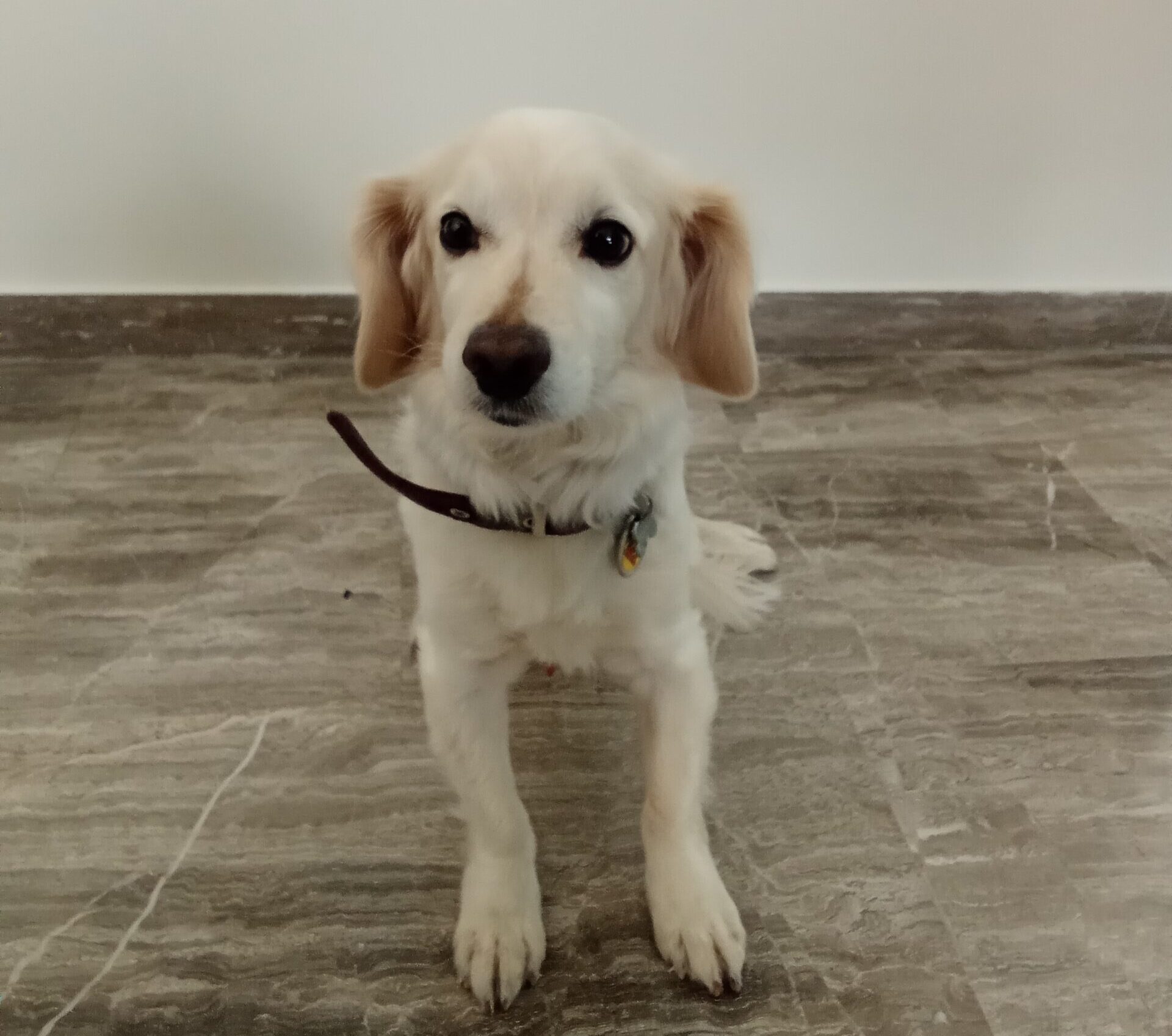 Αύξηση πωλήσεων για Petshop |